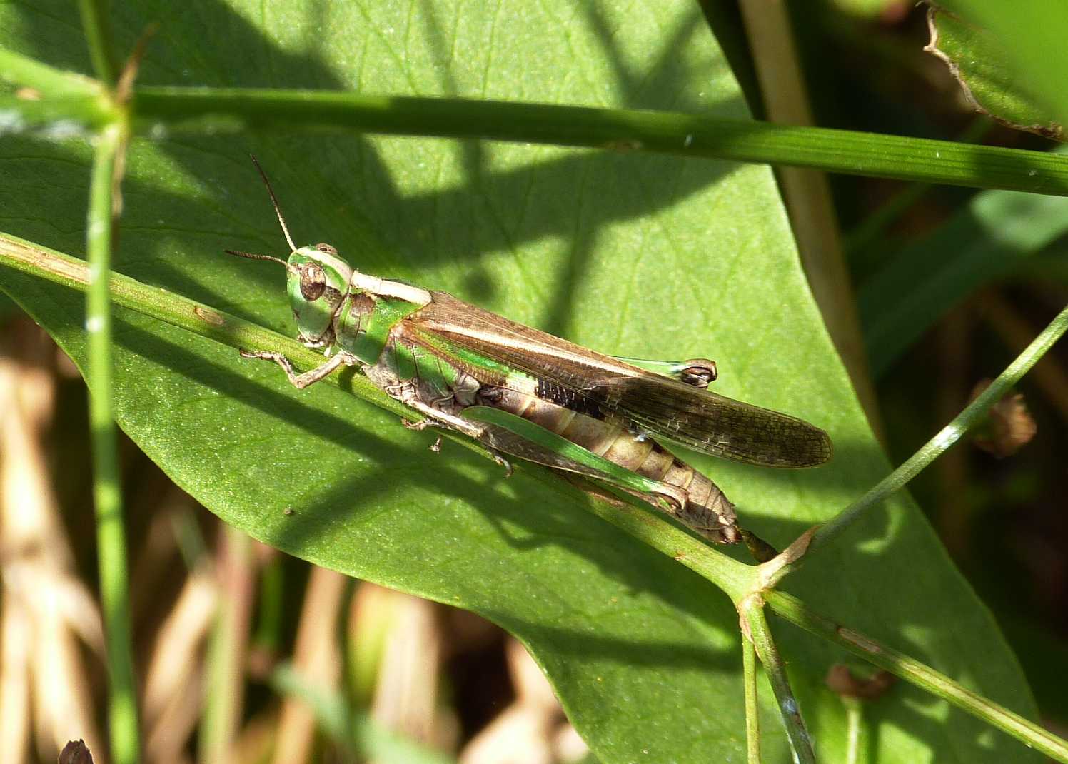 Aiolopus strepens? No. Aiolopus thalassinus